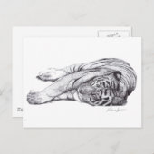 Tiger – ペンとインク ポストカード (正面/裏面)