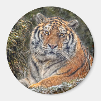 Tiger 王室の 3"マグネット マグネット
