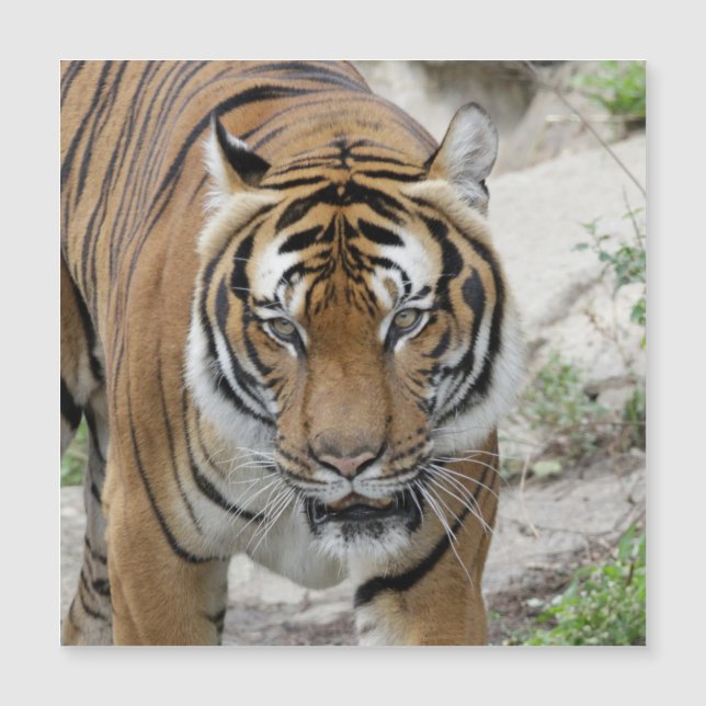 Tiger_001 (正面)