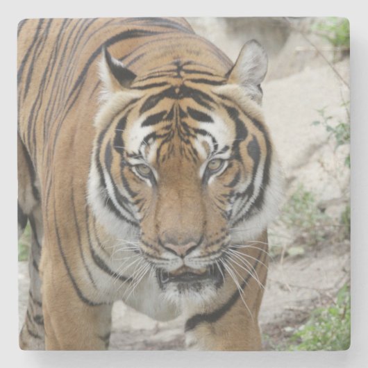 Tiger_001 ストーンコースター (正面)