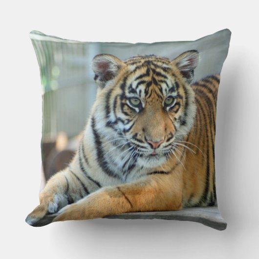 Tiger 034 クッション (正面)