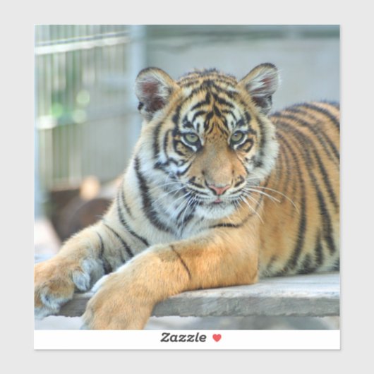 Tiger 034 シール (シート)