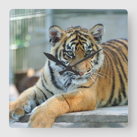 Tiger 034 スクエア壁時計 (正面)