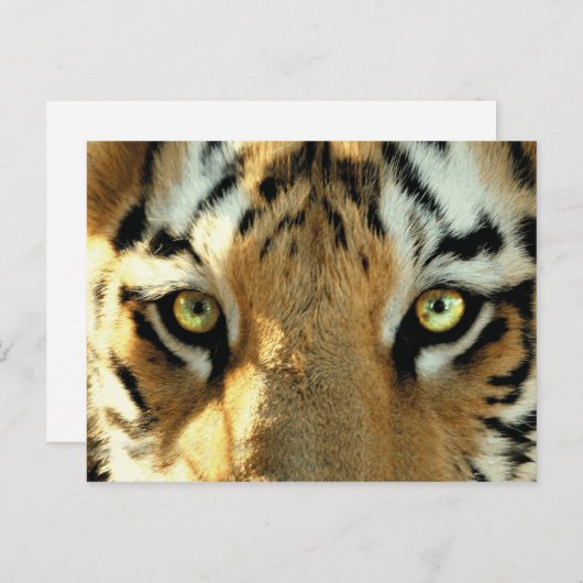 Tiger 1 – はがき (正面/裏面)