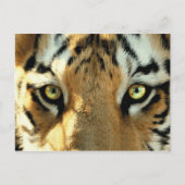 Tiger 1 – はがき (正面)