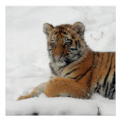 Tiger_2015_0101 ポスター (正面)
