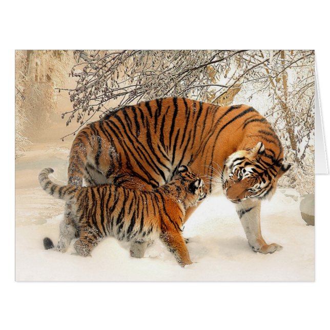 Tiger_2015_0125 (正面横)