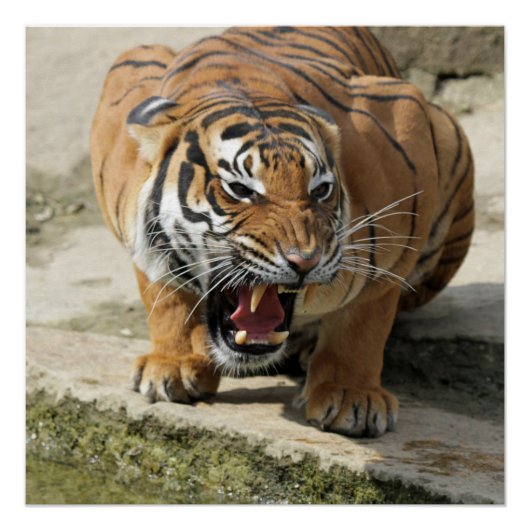 Tiger_2015_0156 ポスター (正面)