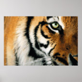 Tiger 2 – ポスター (正面)
