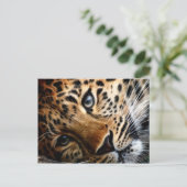 Tiger 3 – はがき (スタンド正面)