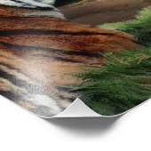 Tiger and Cub Digital Editionプリント フォトプリント (角)