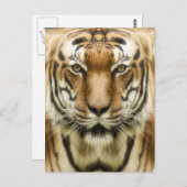 Tiger Closeupはがき ポストカード (正面/裏面)