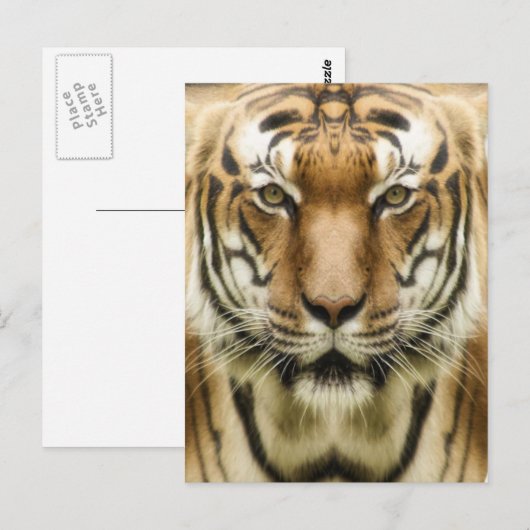 Tiger Closeupはがき ポストカード (正面/裏面)