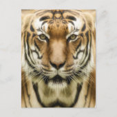 Tiger Closeupはがき ポストカード (正面)