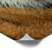 Tiger - Come over here and Say that! ポスター (角)