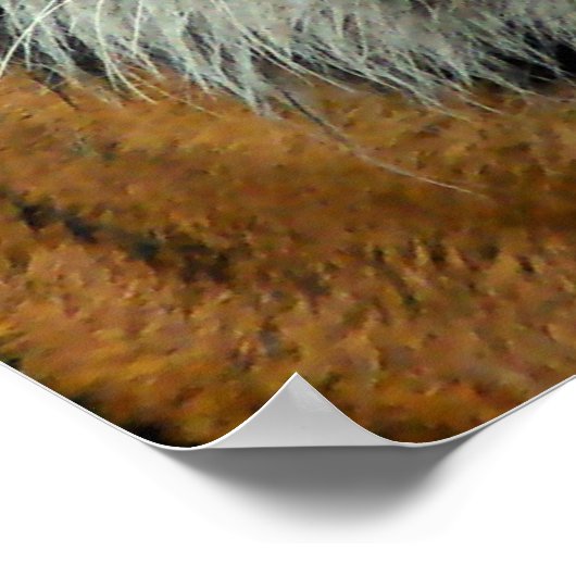 Tiger - Come over here and Say that! ポスター (角)