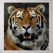 Tiger - Come over here and Say that! ポスター (正面)