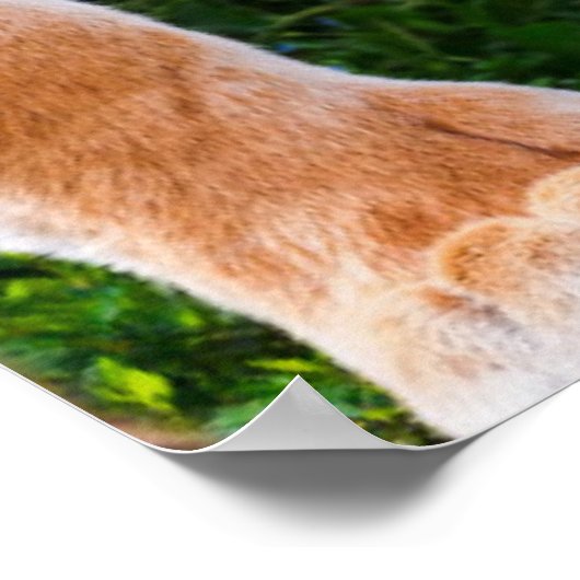 Tiger Cub ポスター (角)