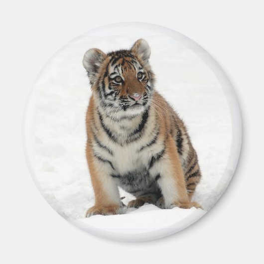 Tiger Cub in the Snow Photo マグネット (正面)