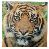 Tiger Cub Portrait タイル (正面)