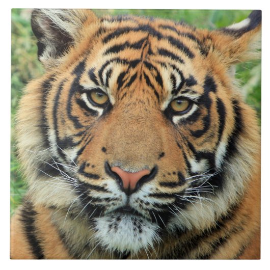 Tiger Cub Portrait タイル (正面)