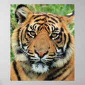 Tiger Cub Portrait ポスター (正面)