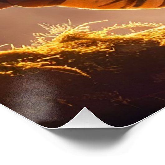 Tiger - Golden Tiger ポスター (コーナー)