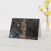 Tiger Greeting Card-Tarjeta Tigre felicitacion カード (黄色い花)