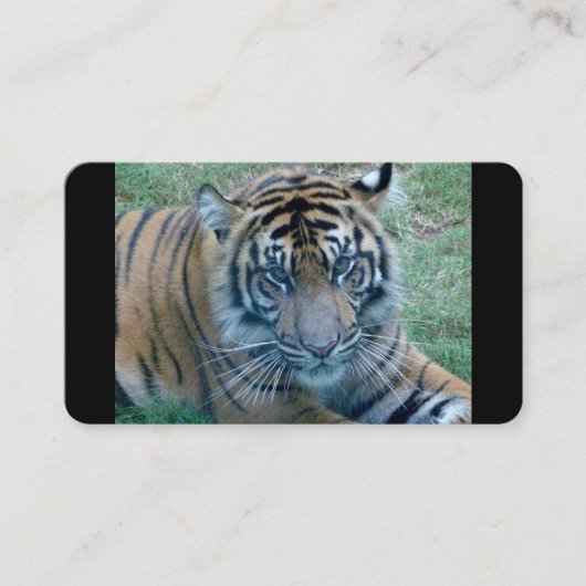 Tiger image名刺 名刺 (正面)