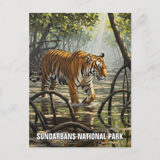 Tiger in Sundarbans国立公園インド ポストカード (正面)