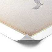 Tiger: Lateral View, Partially Dissected, from the ポスター (角)