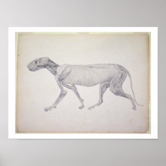 Tiger: Lateral View, Partially Dissected, from the ポスター (正面)