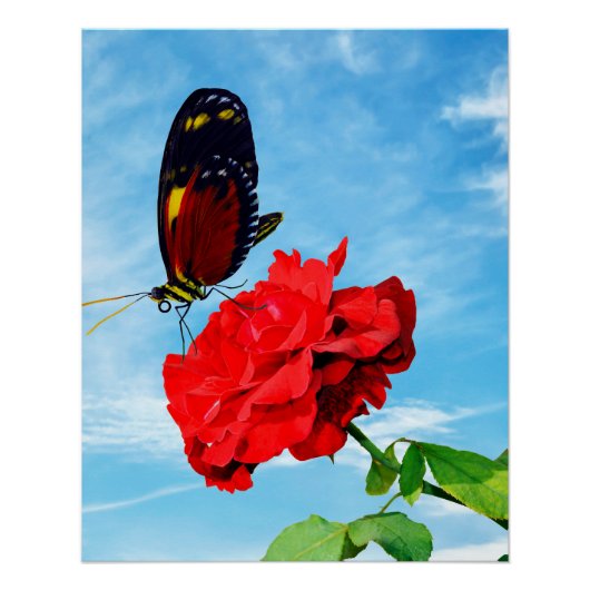 Tiger longwing butterfly pollinating a rose Don Ju ポスター (正面)
