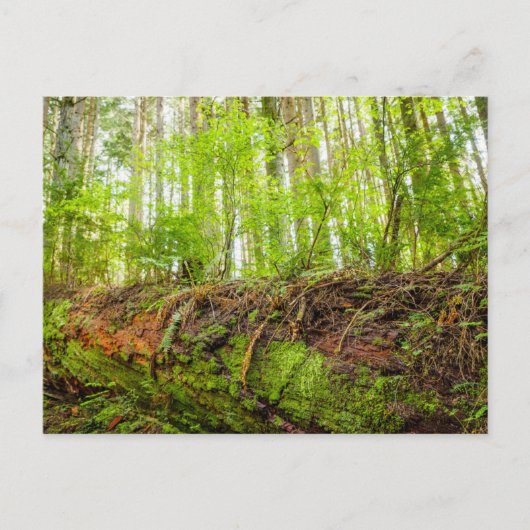 Tiger Mountain | Issaquah, Washington State ポストカード (正面)