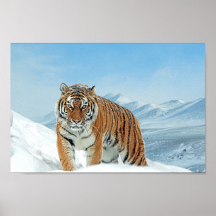 Tiger Mountains Winter Nature Photo Snow Print ポスター