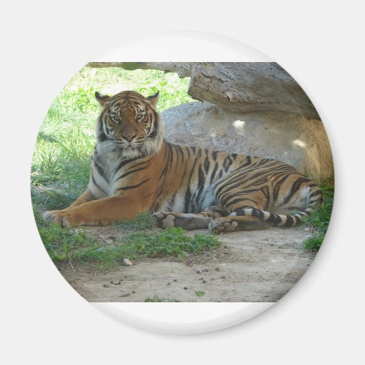 Tiger, Royal Bengal Tiger マグネット (正面)