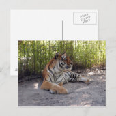 tiger-sermonti-001 ポストカード (正面/裏面)