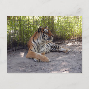 tiger-sermonti-001 ポストカード