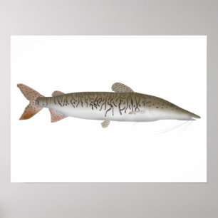 Tiger Shovelnose Catfish ポスター
