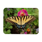 Tiger Swallowtail Butterfly 3"x4" Magnet マグネット (横)