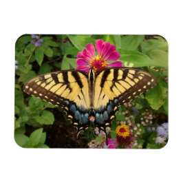 Tiger Swallowtail Butterfly 3"x4" Magnet マグネット