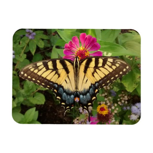 Tiger Swallowtail Butterfly 3"x4" Magnet マグネット (横)