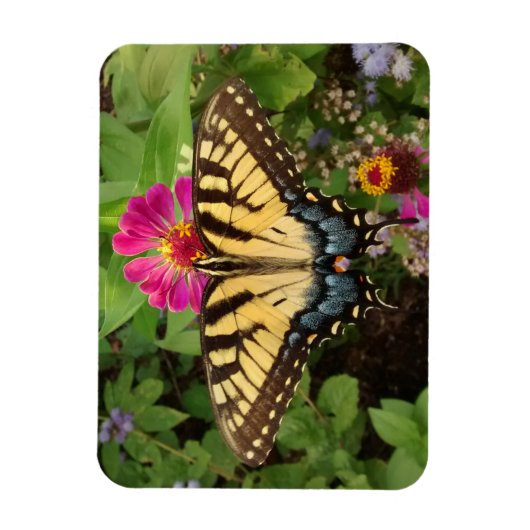 Tiger Swallowtail Butterfly 3"x4" Magnet マグネット (縦)