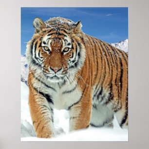 Tiger Winter Nature Photo Snow Mountains Poster ポスター