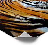 Tiger With Black Background ポスター (角)