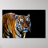 Tiger With Black Background ポスター (正面)
