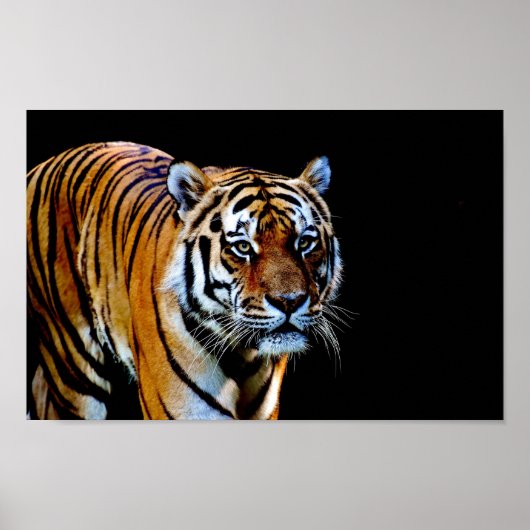 Tiger With Black Background ポスター (正面)