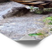 Tigers, male and female, ポスター (角)