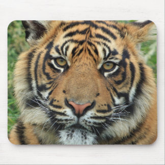 Tigre Tapis de souris マウスパッド