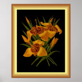 Tigridia Conchiplora Var Canariensis ～植物学 ポスター (正面)